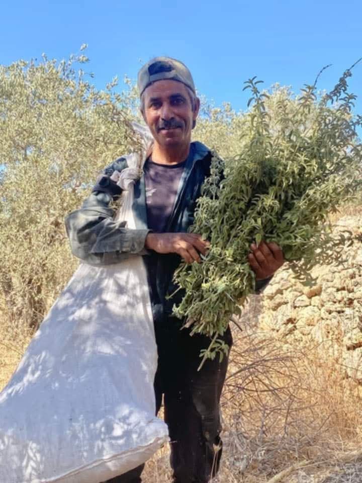 صورة المواطن جمعة صالح من الساوية في جبال المرميه وهو يجني محصول المرميه البريه