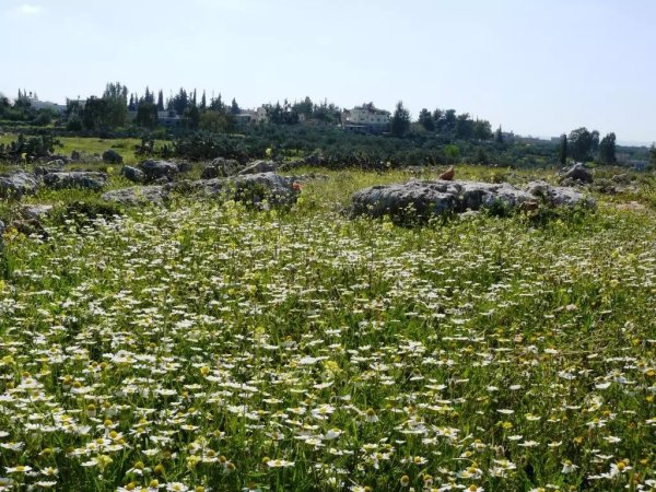 | موسوعة القرى الفلسطينية  | موسوعة القرى الفلسطينية