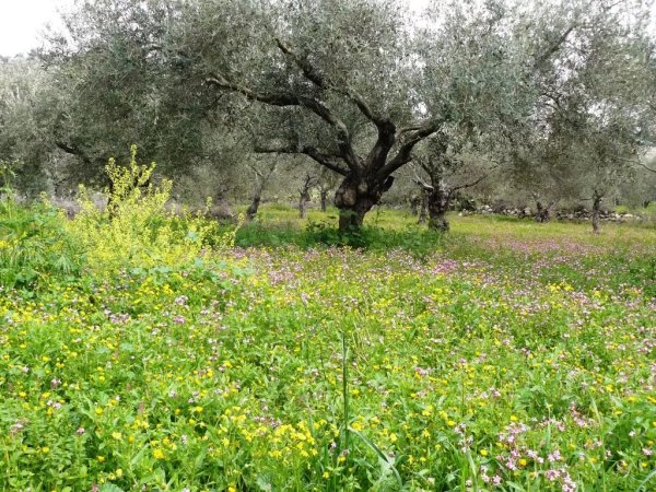 | موسوعة القرى الفلسطينية  | موسوعة القرى الفلسطينية