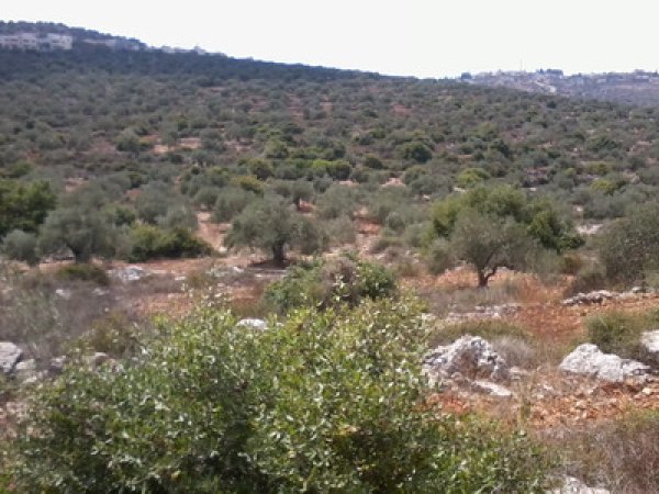  | موسوعة القرى الفلسطينية