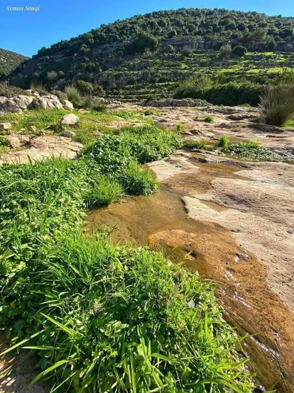 جمال الطبيعة في وادي قانا ببلدة دير استيا محافظة سلفيت تصوير : أيمن سوقي