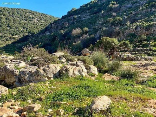 جمال الطبيعة في وادي قانا ببلدة دير استيا محافظة سلفيت تصوير : أيمن سوقي