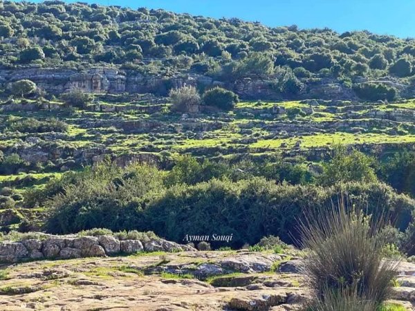 جمال الطبيعة في وادي قانا ببلدة دير استيا محافظة سلفيت تصوير : أيمن سوقي