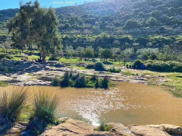 جمال الطبيعة في وادي قانا ببلدة دير استيا محافظة سلفيت تصوير : أيمن سوقي