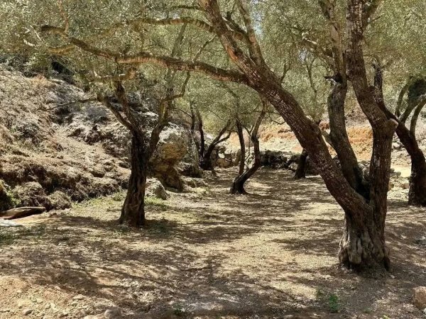 | موسوعة القرى الفلسطينية  | موسوعة القرى الفلسطينية