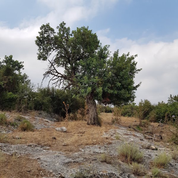  | موسوعة القرى الفلسطينية