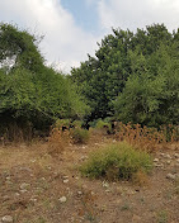  | موسوعة القرى الفلسطينية