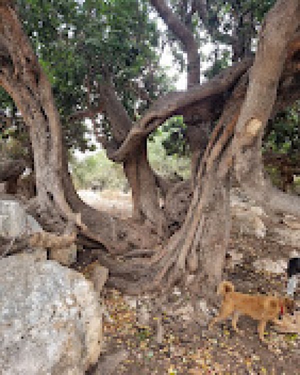  | موسوعة القرى الفلسطينية