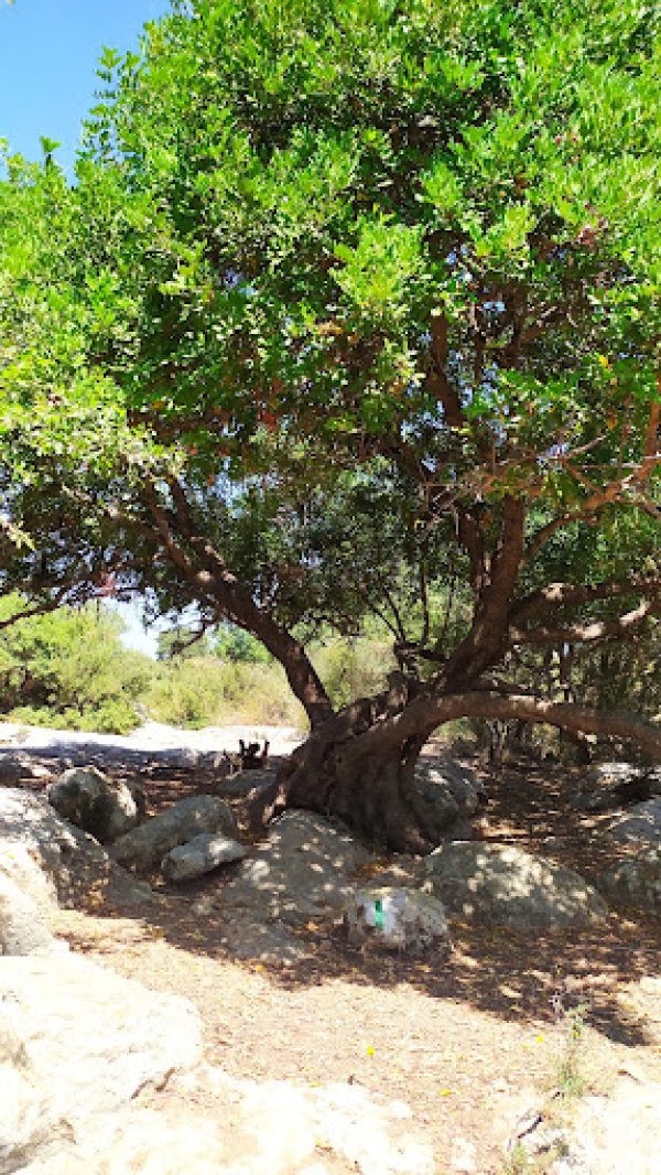  | موسوعة القرى الفلسطينية