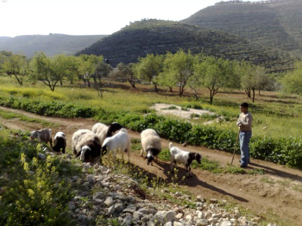  | موسوعة القرى الفلسطينية