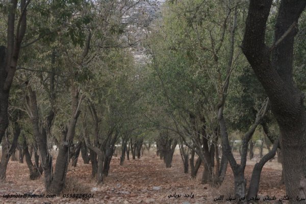  | موسوعة القرى الفلسطينية