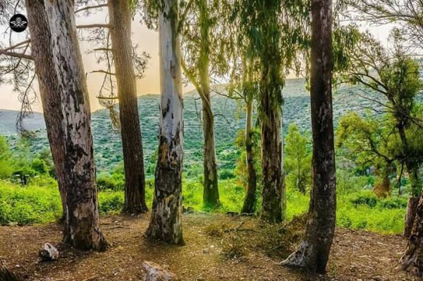 | موسوعة القرى الفلسطينية  | موسوعة القرى الفلسطينية