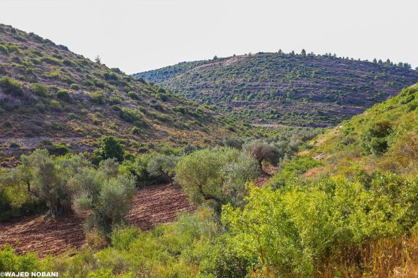 | موسوعة القرى الفلسطينية  | موسوعة القرى الفلسطينية