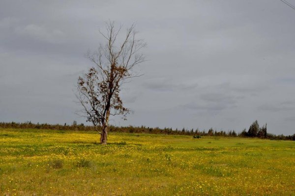 قوز الشعوث / قرية شعث: بئر السبع