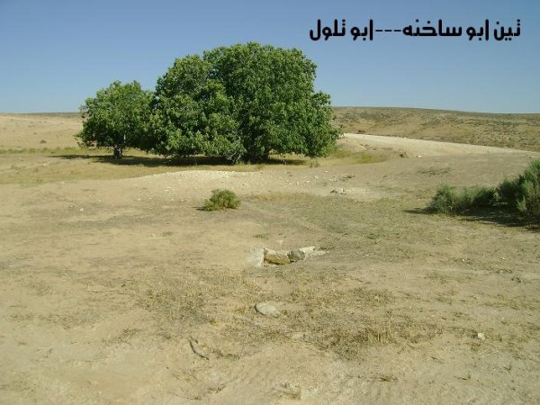 قرية أبو تلول/ بئر السبع