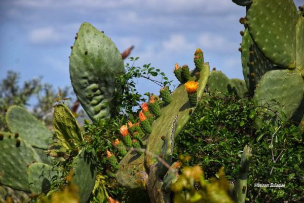 صور من قرية قراوة بني حسان، بعدسة: أ. ابتسام سليمان