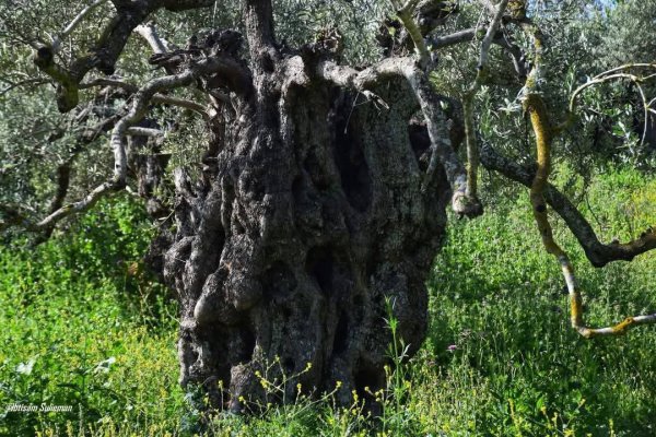 صور من قرية قراوة بني حسان، بعدسة: أ. ابتسام سليمان