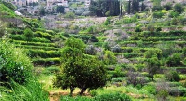| موسوعة القرى الفلسطينية  | موسوعة القرى الفلسطينية