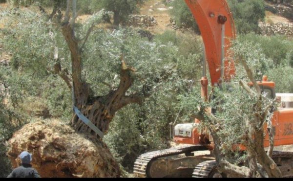  | موسوعة القرى الفلسطينية