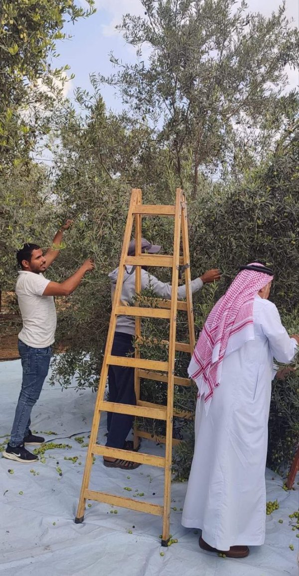  | موسوعة القرى الفلسطينية