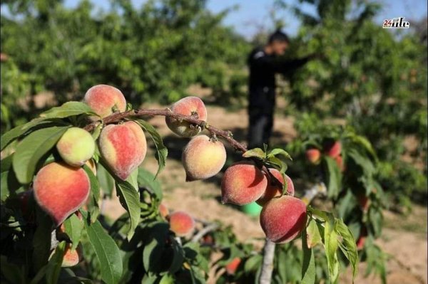  | موسوعة القرى الفلسطينية