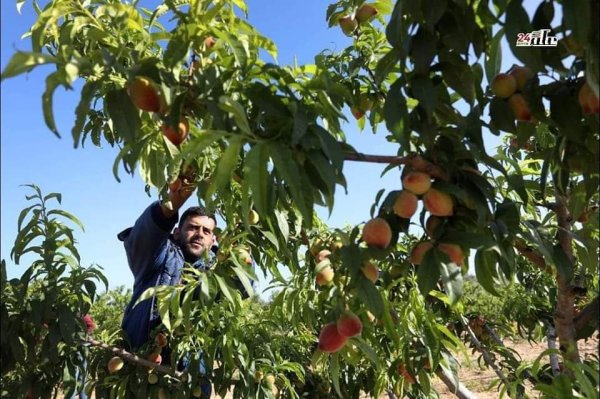  | موسوعة القرى الفلسطينية