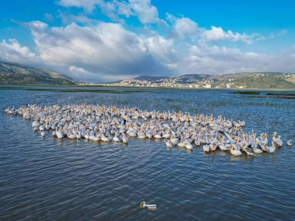 لبجع الأبيض في مرج صانور قضاء  جنين، و الذي يطل على قرية صانور ويعتبر ثالث أكبر مرج في فلسطين، تصوير: وسيم دواس