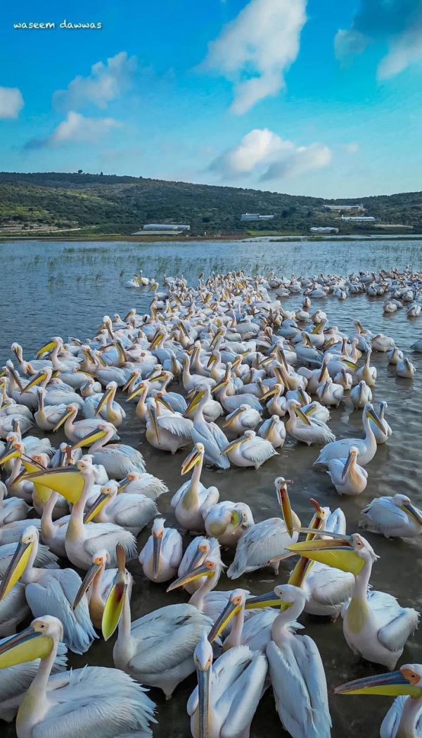 لبجع الأبيض في مرج صانور قضاء  جنين، و الذي يطل على قرية صانور ويعتبر ثالث أكبر مرج في فلسطين، تصوير: وسيم دواس