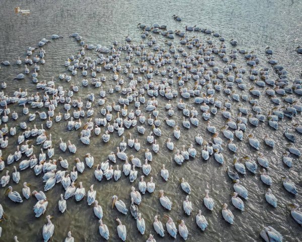 لبجع الأبيض في مرج صانور قضاء  جنين، و الذي يطل على قرية صانور ويعتبر ثالث أكبر مرج في فلسطين، تصوير: وسيم دواس