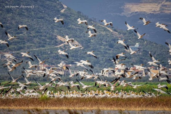 لبجع الأبيض في مرج صانور قضاء  جنين، و الذي يطل على قرية صانور ويعتبر ثالث أكبر مرج في فلسطين، تصوير: وسيم دواس