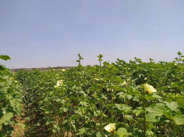  | موسوعة القرى الفلسطينية