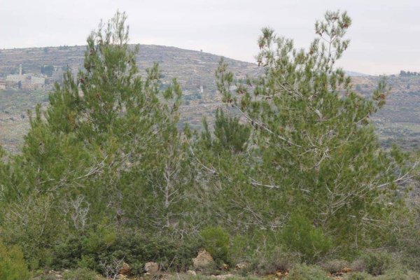  | موسوعة القرى الفلسطينية