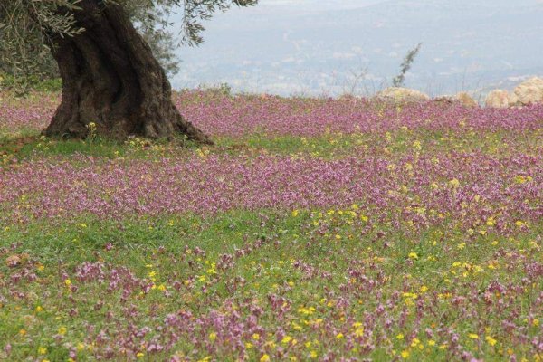  | موسوعة القرى الفلسطينية