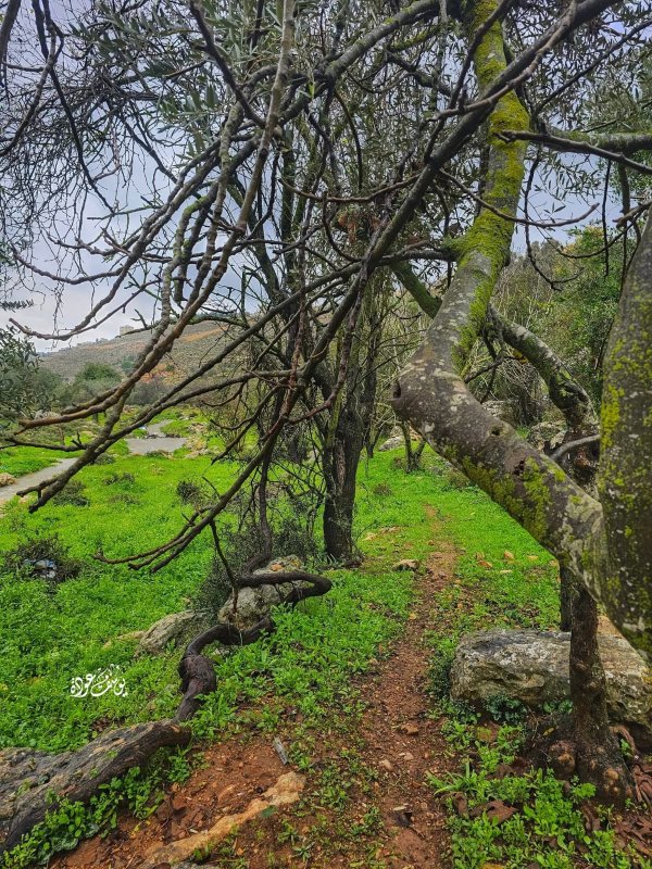  | موسوعة القرى الفلسطينية