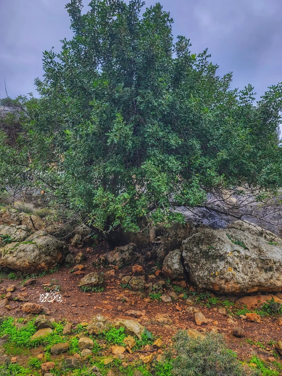  | موسوعة القرى الفلسطينية