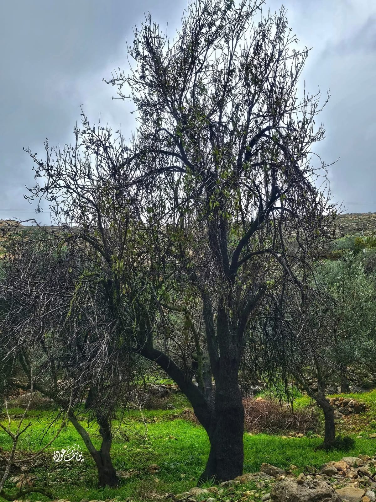  | موسوعة القرى الفلسطينية