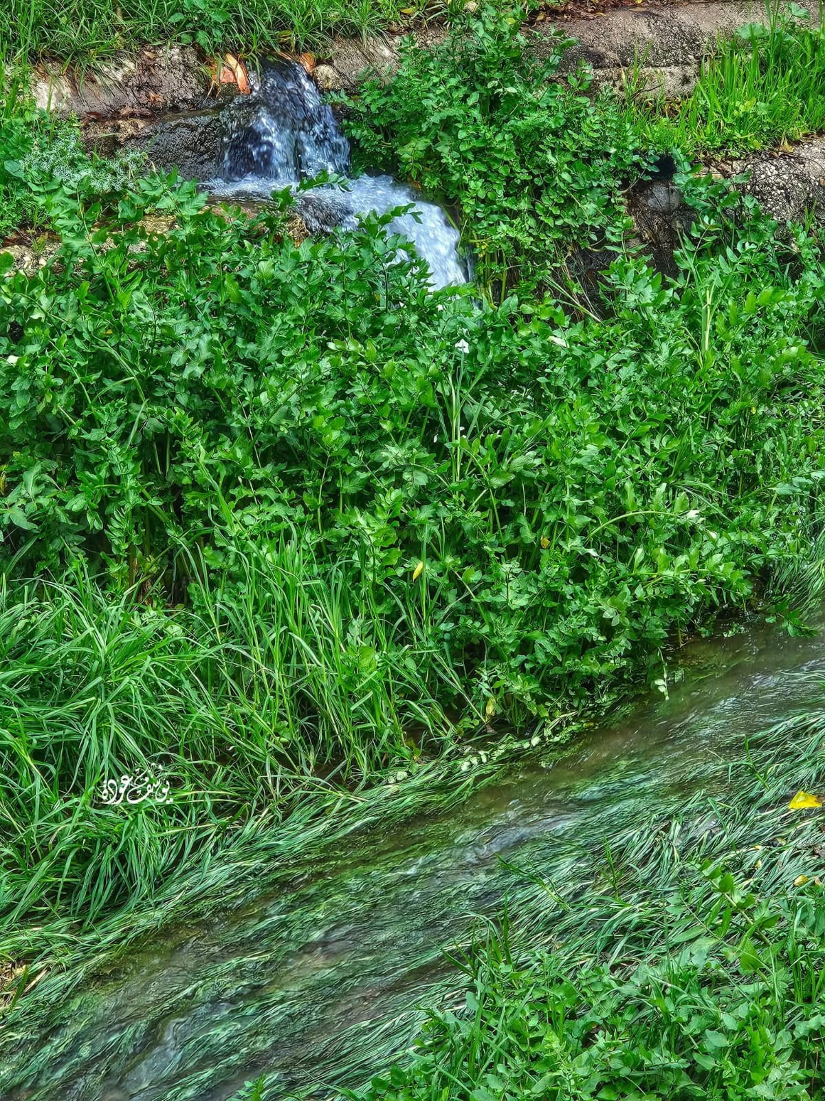  | موسوعة القرى الفلسطينية