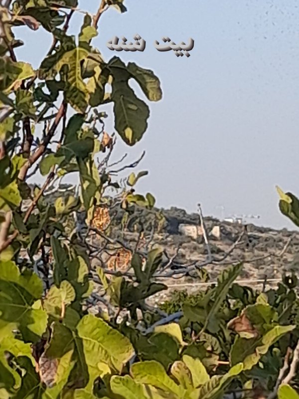  | موسوعة القرى الفلسطينية