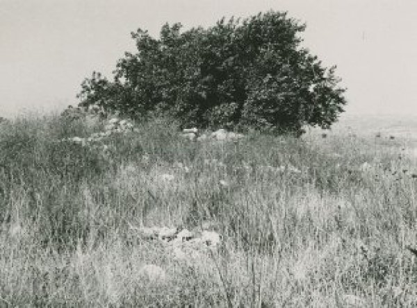 قرية بيت شنه / الرملة