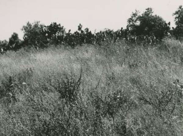 قرية بيت شنه / الرملة