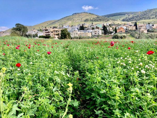  | موسوعة القرى الفلسطينية