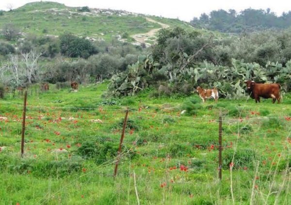  | موسوعة القرى الفلسطينية