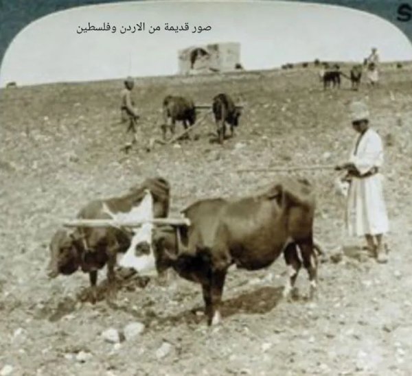 فلسطين : الحراثة قديما في قرية (عجنجول المهجرة ) قضاء الرملة في بدايات القرن المنصرم.  منقول :  Abo Rashed Bader