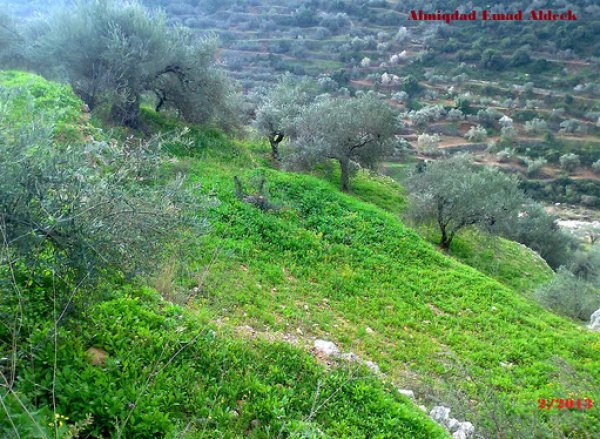  | موسوعة القرى الفلسطينية