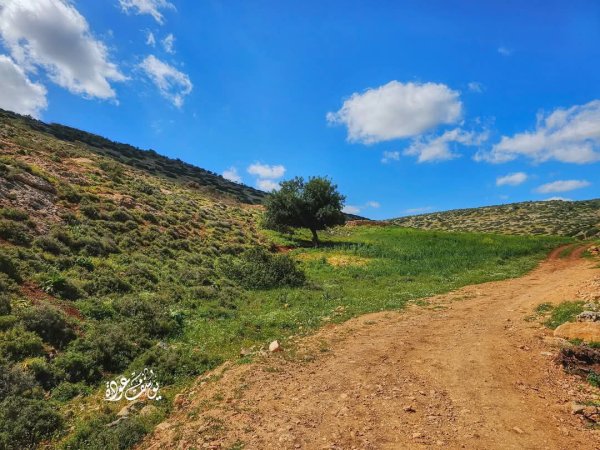 صور حديثة من منطقة وادي شوباش بين قريتي المغير ورابا، بعدسة: أ. يوسف عودة