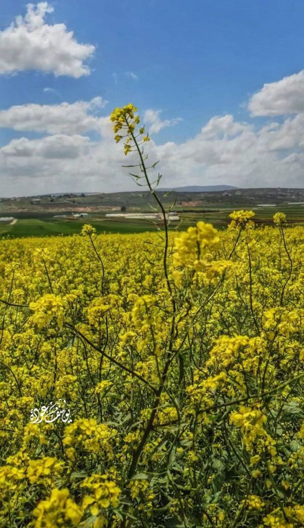 الربيع في أراضي سهل رابا، بعدسة: أ.يوسف عودة