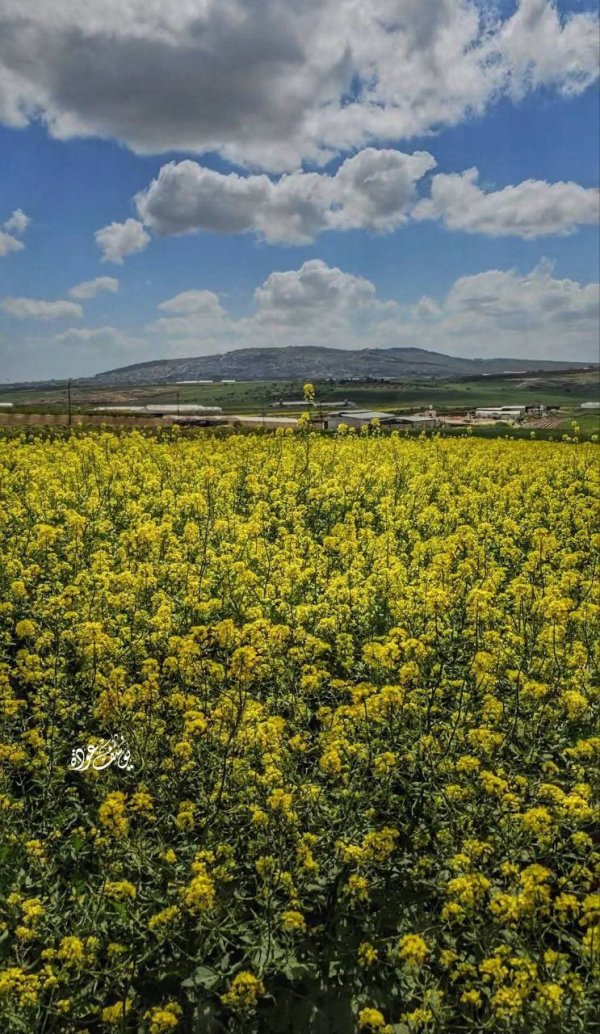 الربيع في أراضي سهل رابا، بعدسة: أ.يوسف عودة