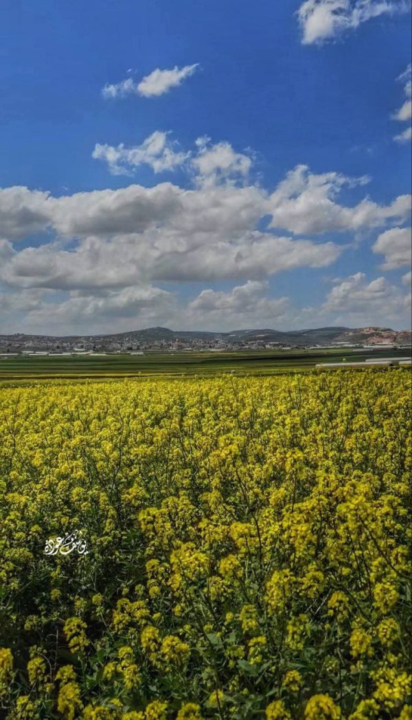 الربيع في أراضي سهل رابا، بعدسة: أ.يوسف عودة
