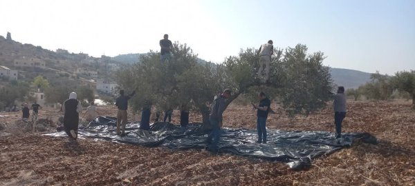 موسم قطف الزيتون في قرية جلبون، موسم 2024، نقلاً عن صفحة مجلس قروي جلبون