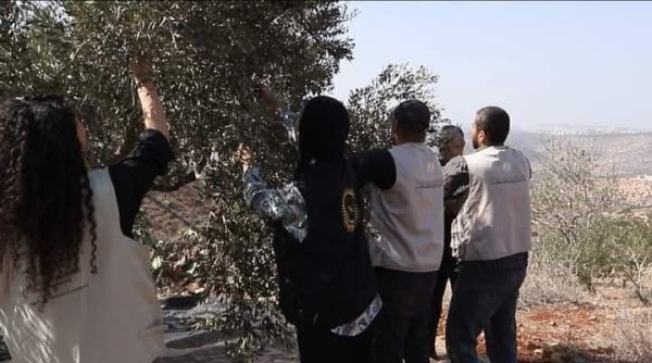 موسم قطف الزيتون في قرية جلبون، موسم 2024، نقلاً عن صفحة مجلس قروي جلبون